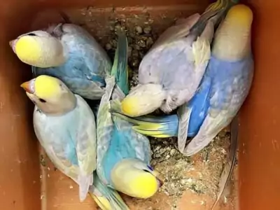 Zuchtboxen