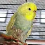 Tumore