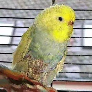 Tumore
