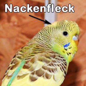 Nackenfleck (AS)