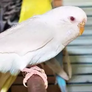 Albino