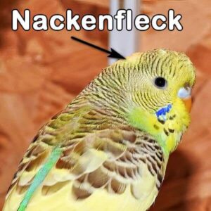 Australischer Schecke (Nackenfleck)