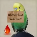 Platzhalterbild für Medienbibliothek Blutverlust