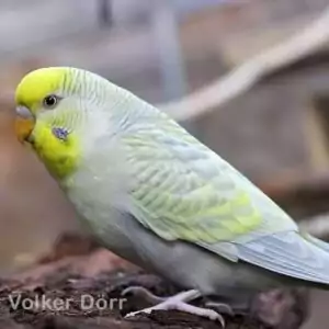 Falbe (Gelbgesicht)