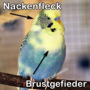 Kontinentaler Schecke (Blaureihe)
