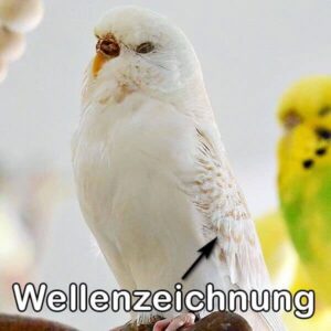 Lacewing (Blaureihe)