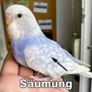 Opaline (Blaureihe)