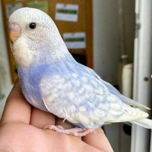 Opalin (Blaureihe)