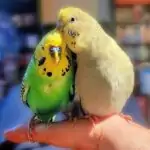 Partnervogel