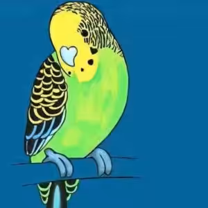 Wellensittich zeichnen