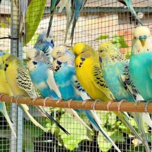 Verschieden Farbschläge von Wellensittichen