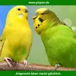 Vorstellung der Webseite Pizpon.de