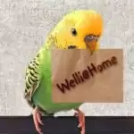 Q Welli@Home