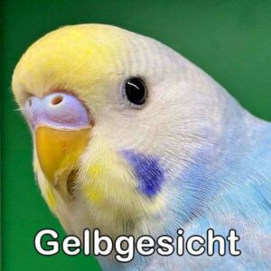 Rainbow (Gelbgesicht)
