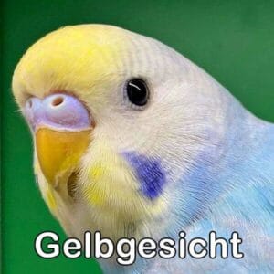 Rainbow (Gelbgesicht) Rainbow (Gelbgesicht)