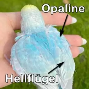Rainbow (Hellflügel & Opalin)