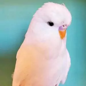 Schwarzauge