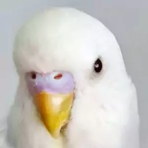 Schwarzauge