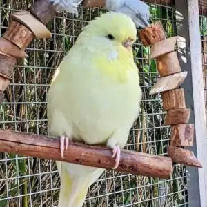 Schwarzauge
