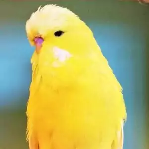 Schwarzauge
