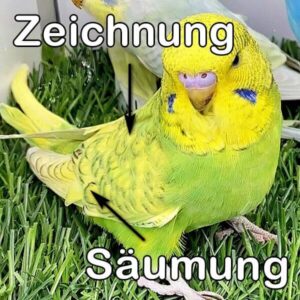 Spangle (Grünreihe)