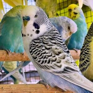 Texas Clearbody (Blaureihe)