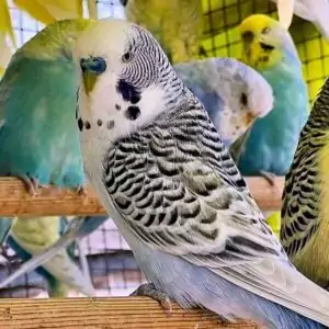 Texas Clearbody (Blaureihe)