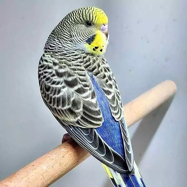 blaues Gefieder und gelber Kopf
