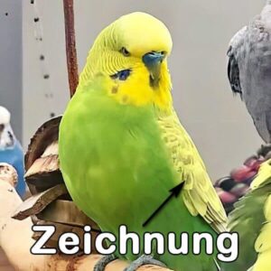 Hellflügel (Grünreihe)