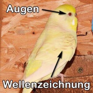 Lacewing (Grünreihe)