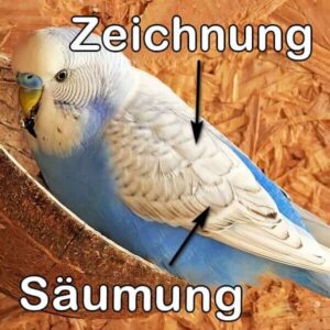 Spangle (Blaureihe)