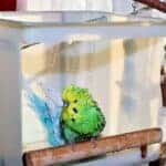 Bird Pool Duschen