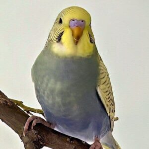 Moritz Moritz