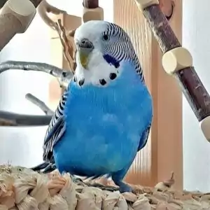 Tumor