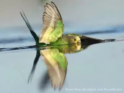 Landen auf der Wasseroberfläche Landen auf der Wasseroberfläche