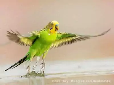 Abheben von der Wasseroberfläche Abheben von der Wasseroberfläche