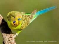 Wildform des Wellensittichs