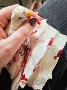 Blutung überprüfen
