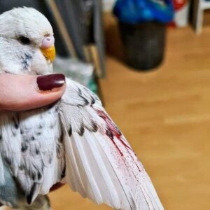 Blutkiel am Flügel