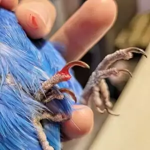 Krallenabriss Krallenabriss