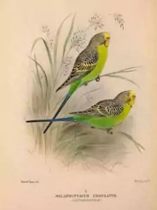 Melopsittacus undulatus Melopsittacus undulatus