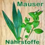Nährstoffe für die Mauser von Wellensittichen