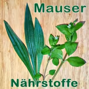 Mausernährstoffe