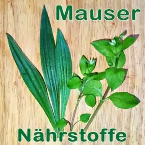 Nährstoffe für die Mauser von Wellensittichen