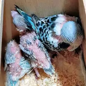 Rupfen