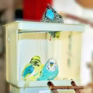 Anti-Rutsch-Einlage für die Vogeldusche