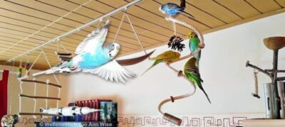 Freiflugzimmer Freiflugzimmer