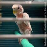 Gefiedervirus Gefiedervirus