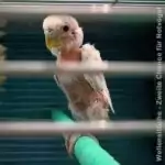 Gefiedervirus Gefiedervirus