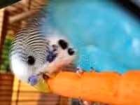 Karottenm&uuml;mmler